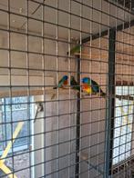 Splendid parkieten, Meerdere dieren, Parkiet, Geringd