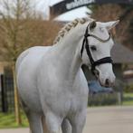 Super fijne allround connemara D pony, Merrie, Met stamboom, M, Springpony