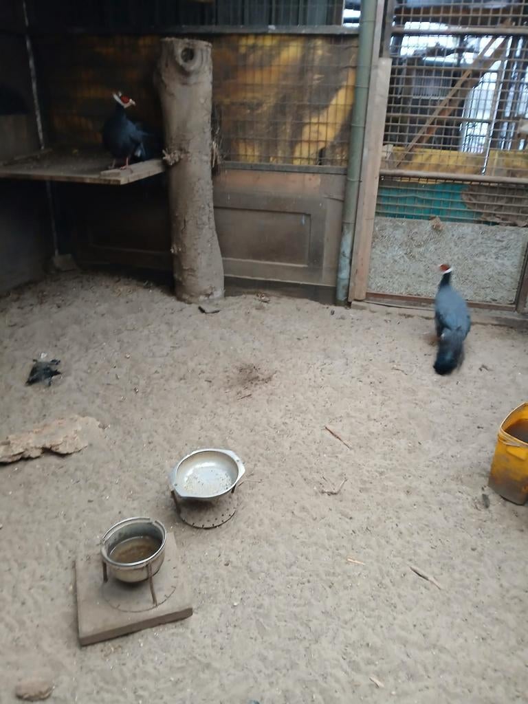 Te koop koppels blauwoor fazanten, Dieren en Toebehoren, Pluimvee, Meerdere dieren, Overige soorten