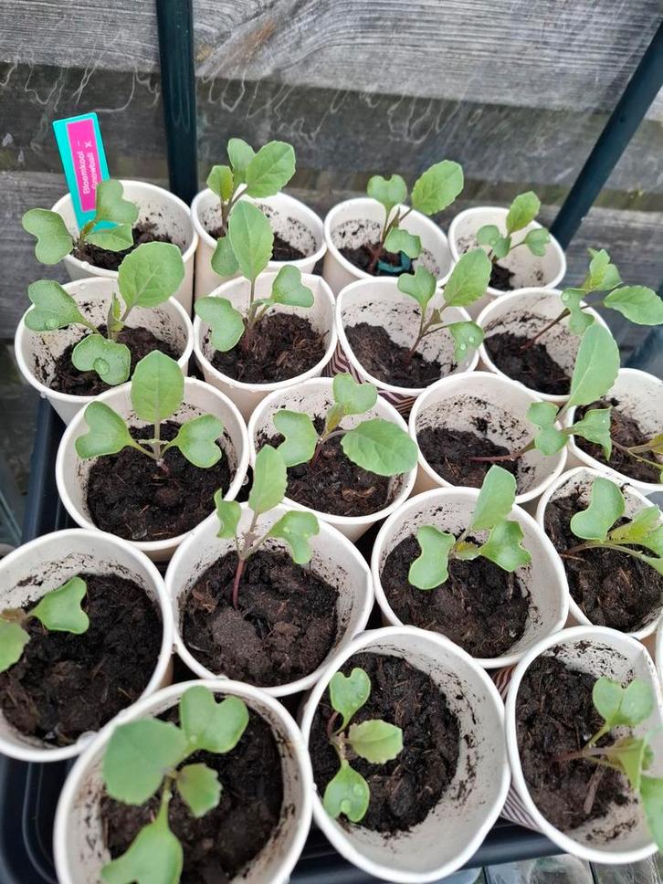 Moestuinplantjes bloemkool - Snowball X, Tuin en Terras, Planten | Tuinplanten, Eenjarig, Groenteplanten, Volle zon, Ophalen of Verzenden