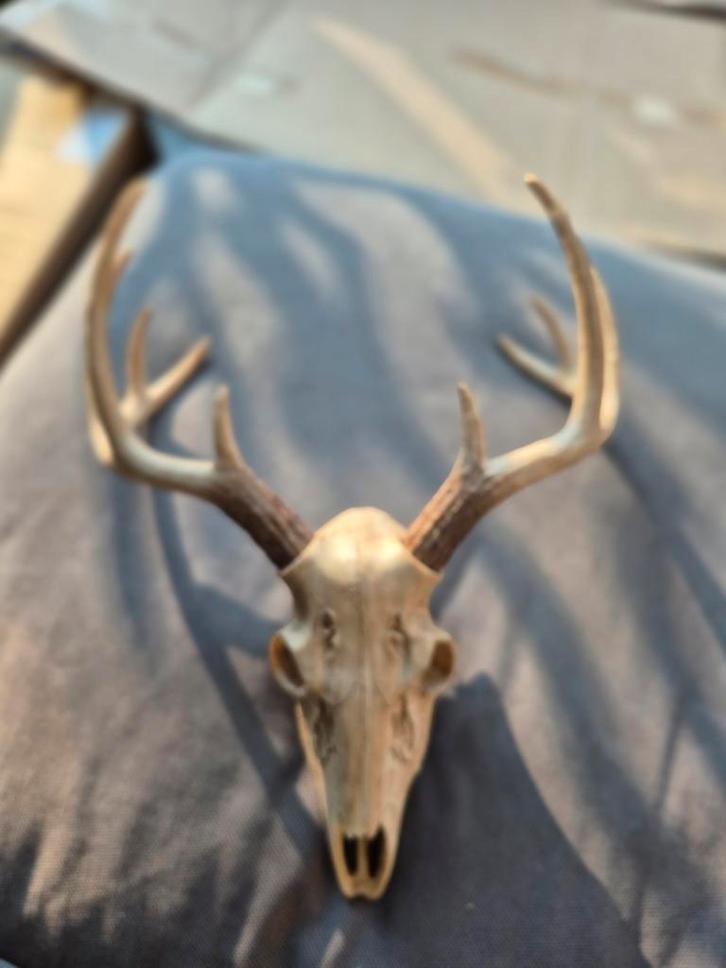 Herten schedel met gewei - Decoratief object, Verzamelen, Dierenverzamelingen, Schedel, Hert, Ophalen of Verzenden