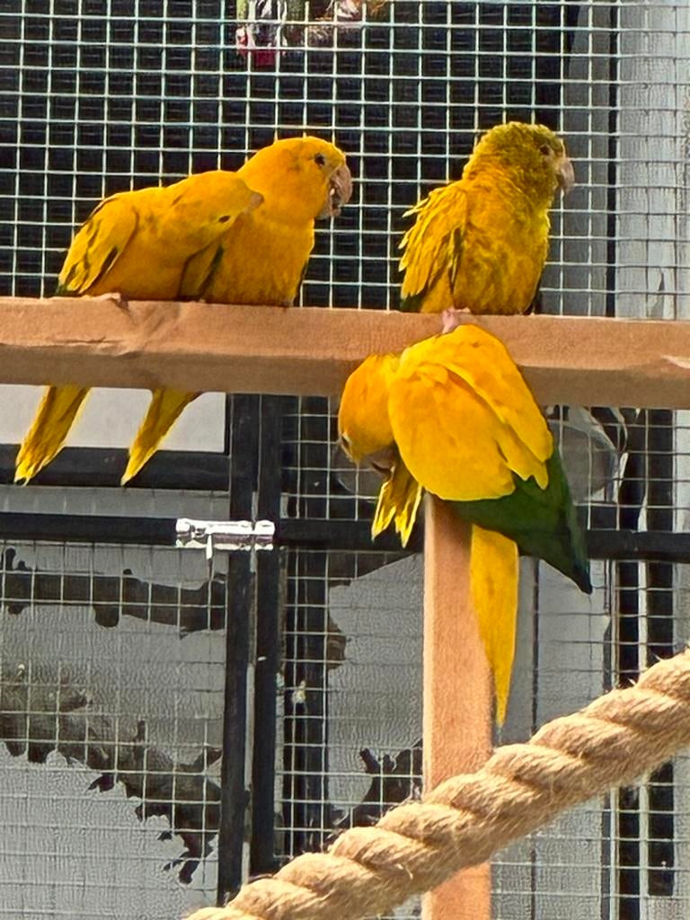 3-2 Goudparkiet/ Gauruba Gauruba, Meerdere dieren, Papegaai, Geringd