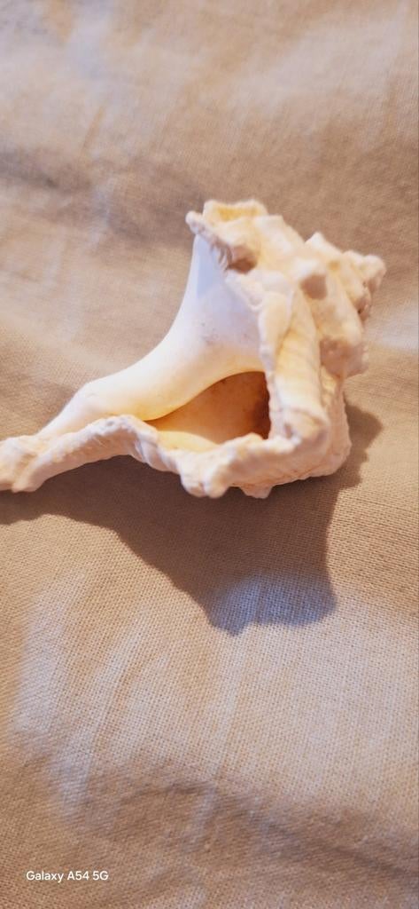 Zeldzame murex schelp, Verzamelen, Ophalen of Verzenden, Schelp(en)