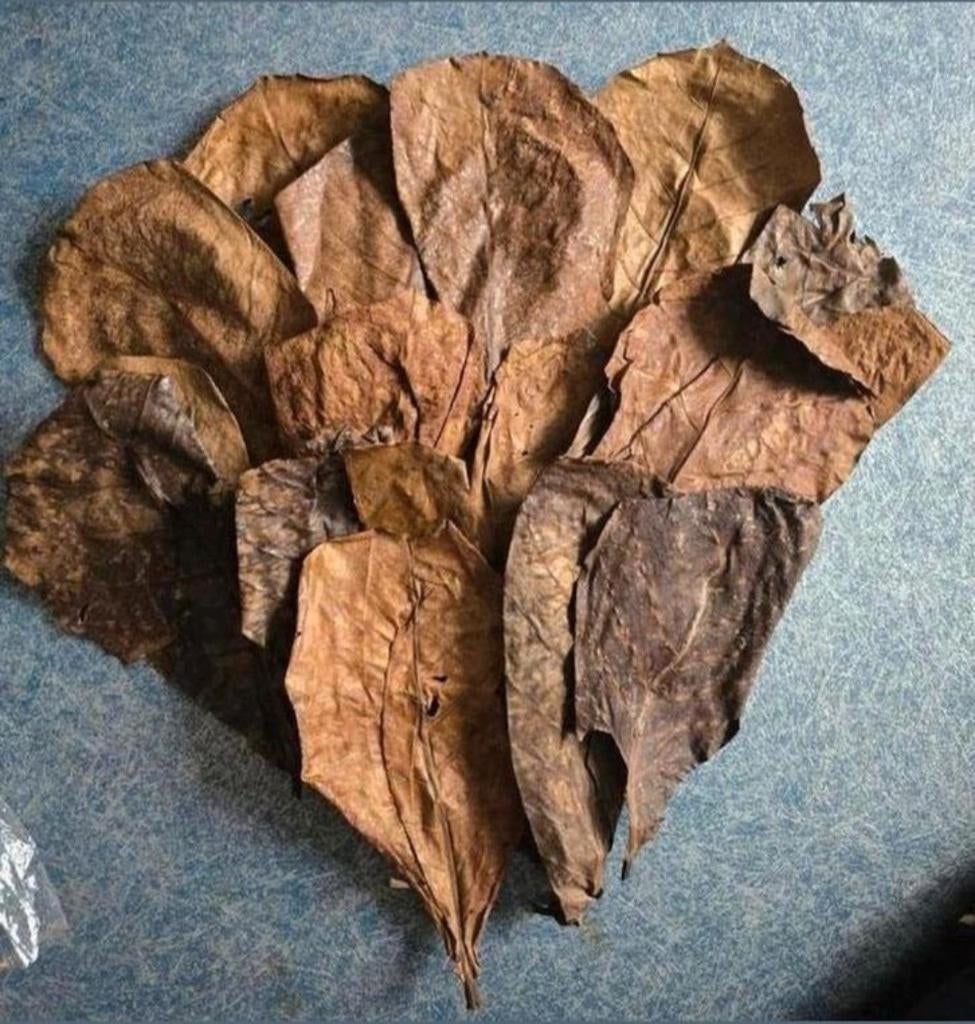 CATAPPABLADEREN VOOR GARNALEN/KREEFTJES/VISSEN 10 STUKS €5, Ophalen, Nieuw, Overige typen