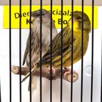 Koppel gloster kanaries, Meerdere dieren, Kleurkanarie