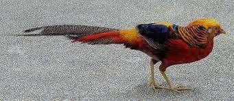 goudfazanten Haan en 2 hennnen, Dieren en Toebehoren, Meerdere dieren, Kip