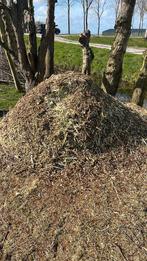 Zaagsel van wilgen. Gratis op te halen