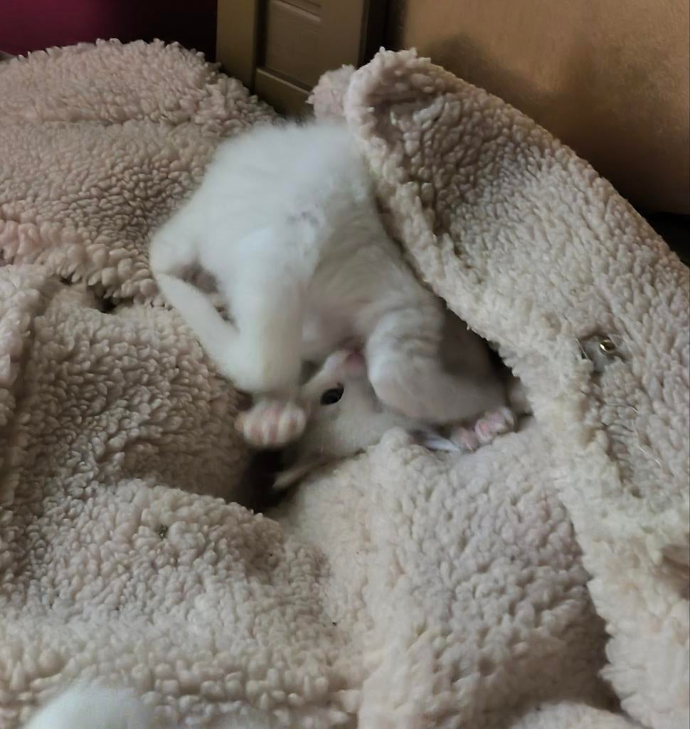 Lieve Ragdoll Maine Coon X Siberische Kittens, Dieren en Toebehoren, Katten en Kittens | Raskatten | Langhaar, Meerdere dieren