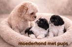 Super mooie gezonde boomer pups. Shih tzu maal Maltezer, Parvo, Overige rassen, 8 tot 15 weken, Meerdere