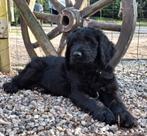 LAATSTE KANS pup Labradoodle X Bloedhond / Zwiterse Sennen, Dieren en Toebehoren, Parvo, 8 tot 15 weken, Teef, Groot