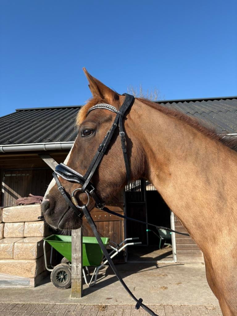 Traning zadelmaken maken en uitbrengen op wedstijden, Diensten en Vakmensen, Dieren | Paarden | Verzorging, Oppas en Les, Ruiter of Bijrijder