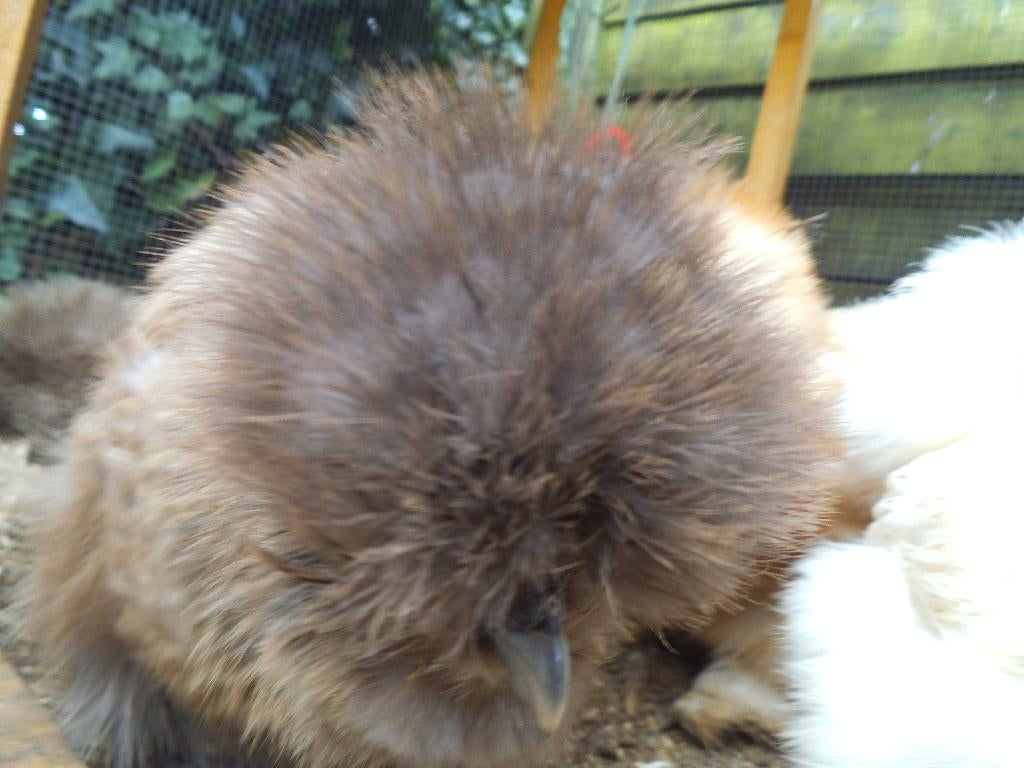 USA zijdehoenders, Geslacht onbekend, Kip