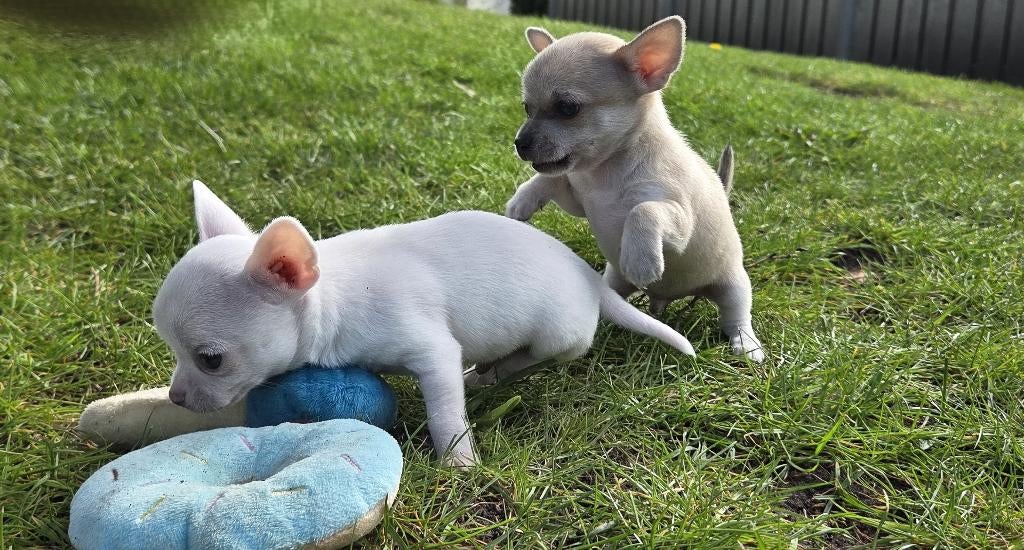 3 lieve Chihuahua pups zoeken hun voor-altijd thuis, Parvo, 8 tot 15 weken, Meerdere, Meerdere dieren
