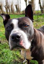 Gezocht gratis honden en katten en konijn spullen, Dieren en Toebehoren, Ophalen, Nieuw