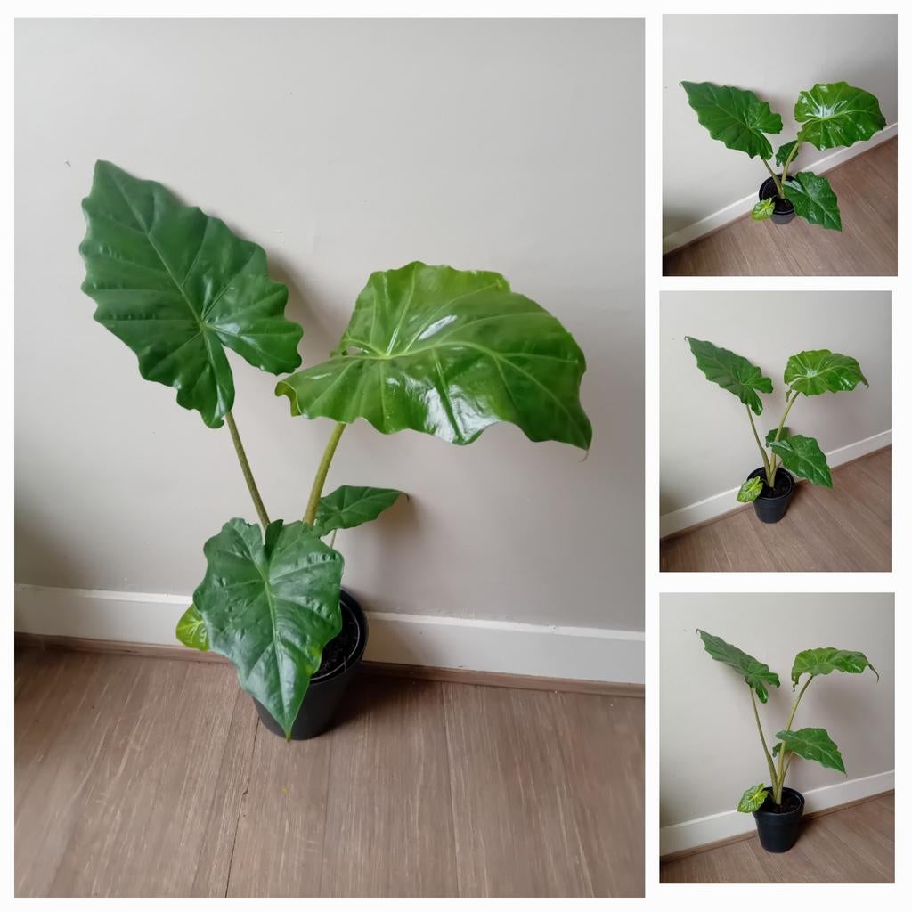 Alocasia kamerplant 70cm, Ophalen, Overige soorten, Halfschaduw, In pot