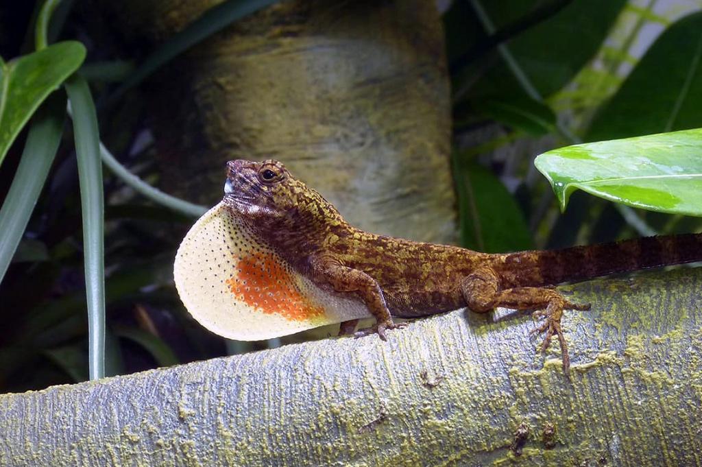 Anolis allogus & perdernales, Slang, 0 tot 2 jaar