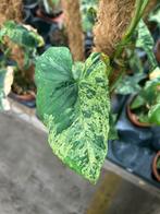 Syngonium Mottled Mojito - 60cm, Huis en Inrichting, Kamerplanten, Ophalen of Verzenden