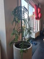 Kamerden 78 cm hoog, Ophalen, Halfschaduw, Minder dan 100 cm