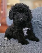 💙🩷gezonde mini doodl x toypoedel pups hypoallergeen💙🩷, Parvo, Overige rassen, 8 tot 15 weken, Meerdere