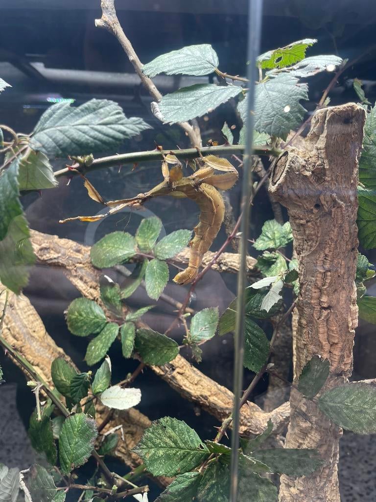 Jonge Australische flappentakken (Extatosoma tiaratum), Dieren en Toebehoren, Wandelende tak
