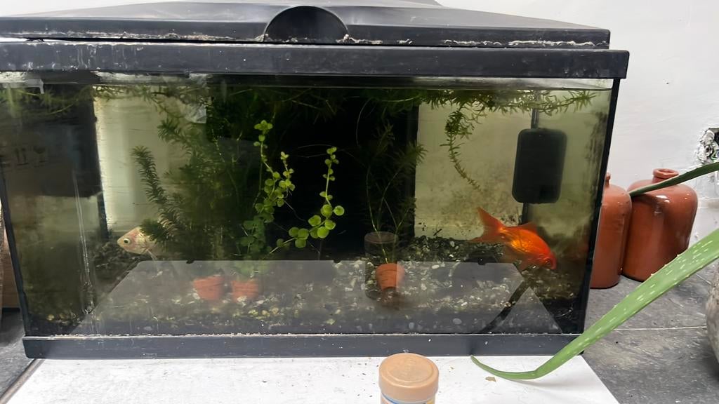 Koudwater vissen met bak 60x40, Ophalen, Gebruikt, Overige typen