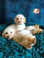 MINI Labradoodle Pup, 8 tot 15 weken, Parvo, Eén hond, Nederland