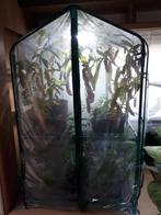 Diverse kamerplanten, Ophalen, Overige soorten, Halfschaduw, In pot