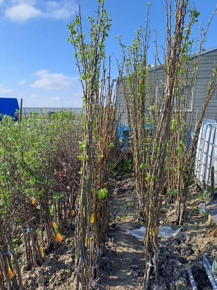 10 appel- en/of perenbomen | Fruitbomen | Actie Corazon, Tuin en Terras, Planten | Bomen, Halfschaduw, Lente, 100 tot 250 cm, Overige soorten