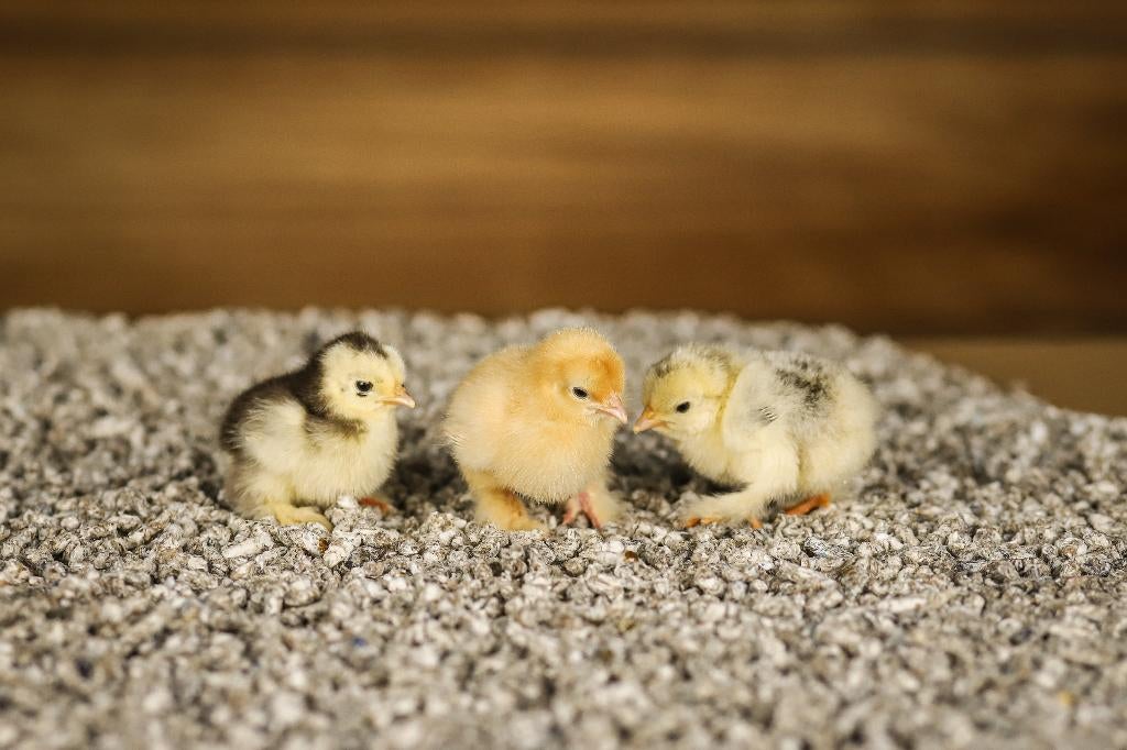 Cochin kriel kippen kuikens | Gesekst en Ingeënt, Vrouwelijk, Kip