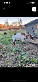 Dwerg geiten bok, Dieren en Toebehoren, Mannelijk, Geit