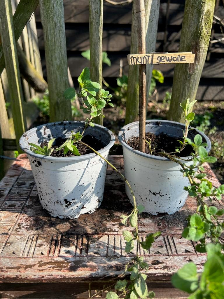 MUNT plantjes uit Biologische moestuin. Vaste plant, Tuin en Terras, Ophalen, Vaste plant, Halfschaduw, Kruiden