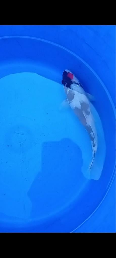 Hq dainichi tancho showa, Dieren en Toebehoren, Vissen | Vijvervissen, Karper of Koi