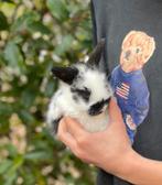 Hele schattige konijntjes te koop! RAMMELAARTJES, Dieren en Toebehoren, Konijnen, Meerdere dieren, Dwerg, Hangoor