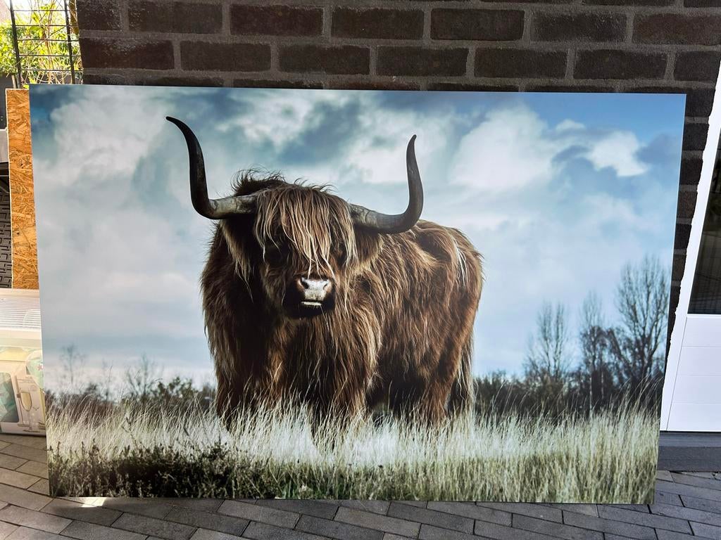 Aluminium wanddecoratie Schotse Hooglander 150x100 cm, Ophalen, Metaal, Meerkleurig, Nieuw