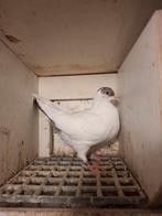 Verschillende jonge helmduiven, Meerdere dieren, Tuimelaar of Roller