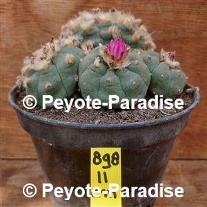 Oude unieke Peyote Cactussen ! - Lophophora jourdaniana, Huis en Inrichting, Verzenden, Minder dan 100 cm, Bloeiende kamerplant