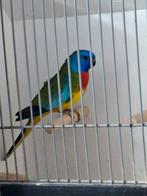 Te koop diverse grote en kleine parkieten, Meerdere dieren, Parkiet