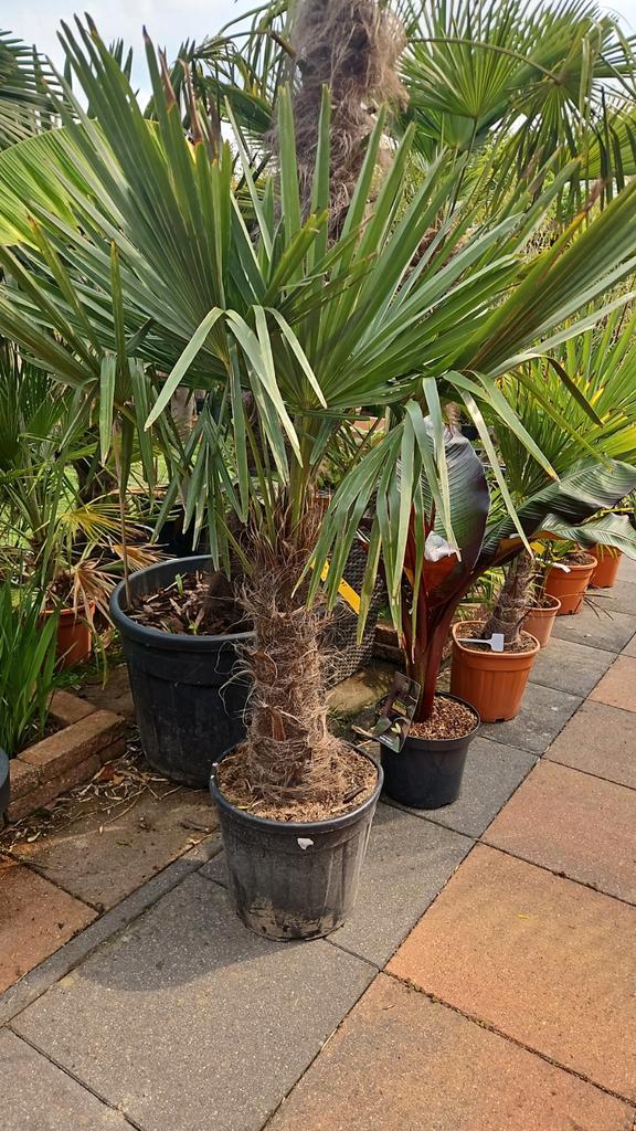 Palmboom, Olijfboom, Bamboe, Yucca's (7 dagen in de week), Tuin en Terras, Planten | Tuinplanten, Overige soorten, Ophalen of Verzenden
