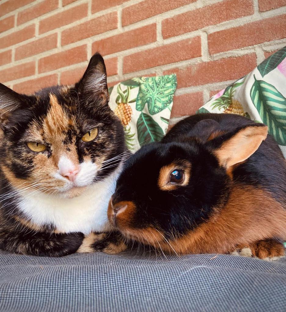 Konijn, Dieren en Toebehoren, Konijnen, Klein, Vrouwelijk, 3 tot 5 jaar