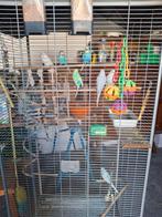 Parkieten (7)  incl. kooi, Dieren en Toebehoren, Meerdere dieren, Parkiet