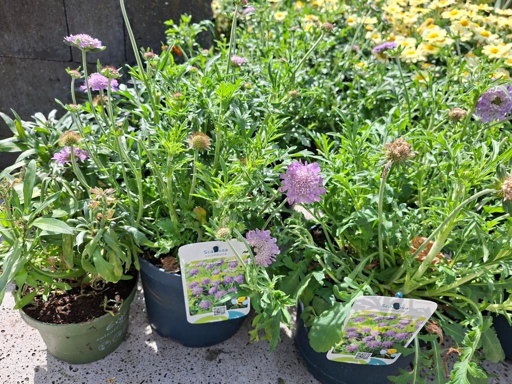 Scabiosa 'Pink Mist' - Roze Duifkruid, Tuin en Terras, Planten | Tuinplanten, Ophalen of Verzenden