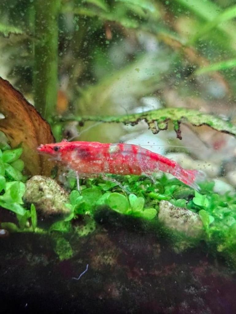 Red Rili garnalen, Dieren en Toebehoren, Ophalen, Nieuw, Plant(en), Steen of Hout