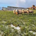 Texelaar Ram, Dieren en Toebehoren, Schapen, Geiten en Varkens, Mannelijk, Schaap