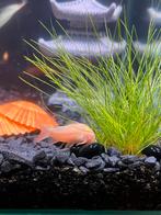 Albino coryodora, Vis