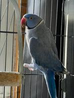 Halsbandparkiet man, Dieren en Toebehoren, Vogels | Parkieten en Papegaaien, Mannelijk, Parkiet, Geringd