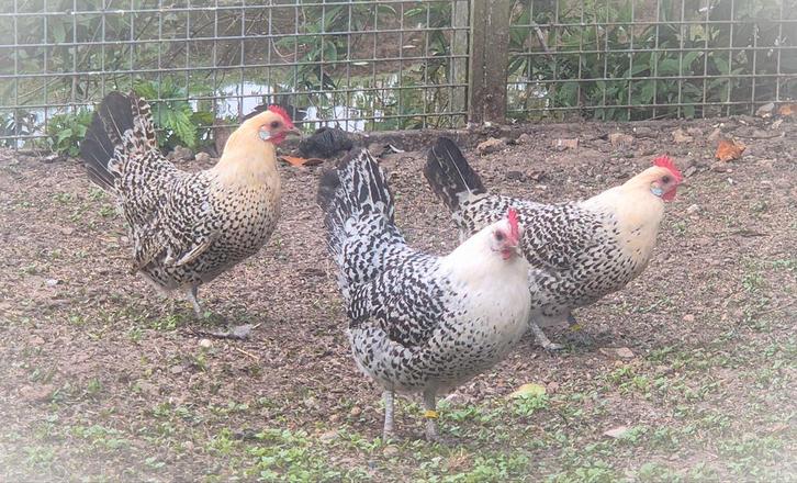 Schitterende Friese hoen kriel kippen te koop!, Dieren en Toebehoren, Pluimvee, Kip, Vrouwelijk