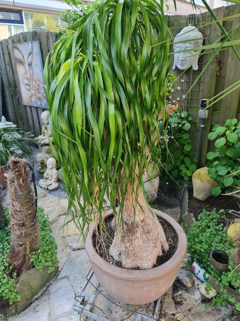 Grote Olifantspoot (Beaucarnea recurvata) in pot, Tuin en Terras, Planten | Tuinplanten, Ophalen, Overige soorten, Volle zon