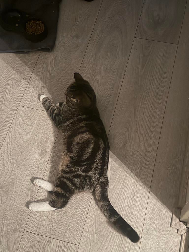 Lieve kat 9 mnd (gechipt & gevaccineerd) zoekt nieuw thuis, Kater