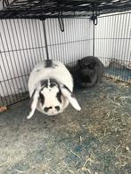 Hamsters + konijnen, Dieren en Toebehoren, April, Meerdere dieren, Overige typen