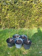 Kersenboom, Ophalen, Minder dan 100 cm, Lente, Volle zon